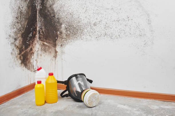 Attic Mold Removal