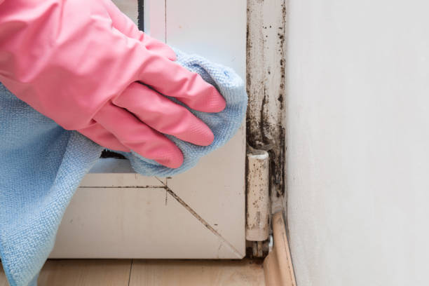 Best Attic Mold Removal  in Lake Erie Beach, NY